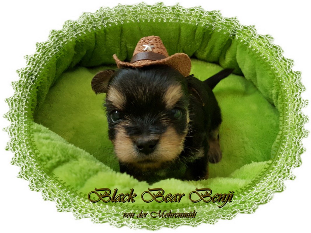 Black Tan Yorkshire Terrier Colorful Yorkshire Terrier