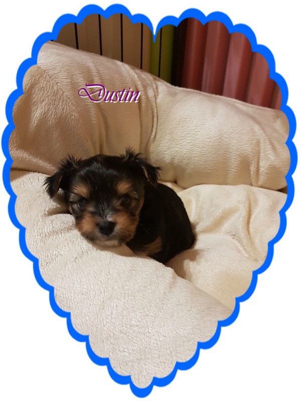 Black Tan Yorkshire Terrier Colorful Yorkshire Terrier