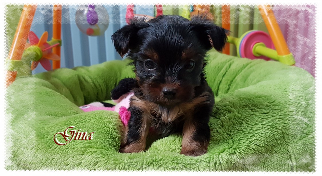 Black Tan Yorkshire Terrier Colorful Yorkshire Terrier