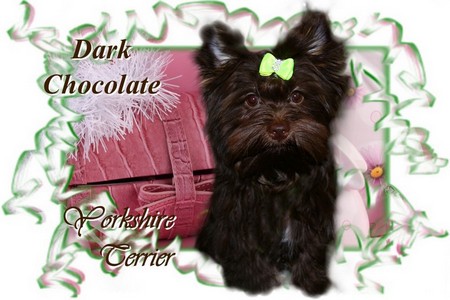Dark-Chocolate-Yorkshire-Terrier.jpg