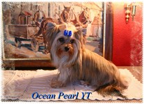 Ocean Pearl Yorki.jpg