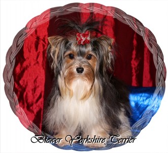 Biewer-Yorkshire-Terrier.jpg