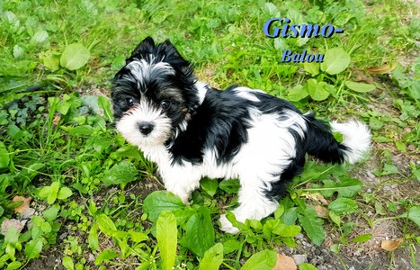 Gismo-Balou.jpg