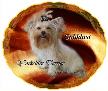 Golddust Yorki.jpg