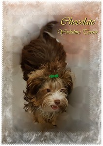 Chocolate Yorkshire Terrier Mercedes.jpg