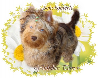 Schokomerle Yorkshire Terrier.jpg