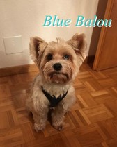 Blue Balou.jpg