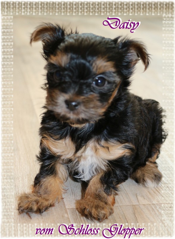 Black Tan Yorkshire Terrier Colorful Yorkshire Terrier