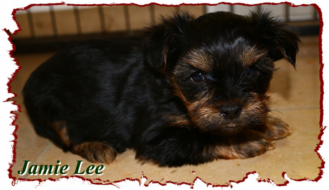 Black Tan Yorkshire Terrier Colorful Yorkshire Terrier