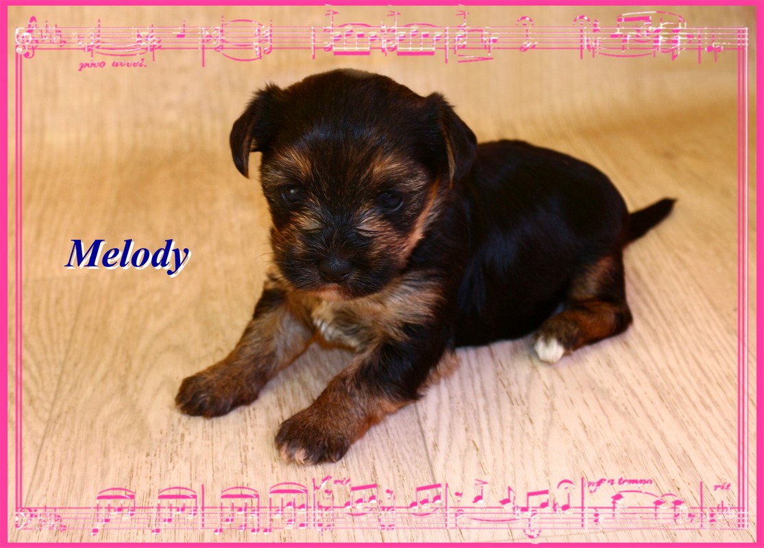 Black Tan Yorkshire Terrier Colorful Yorkshire Terrier