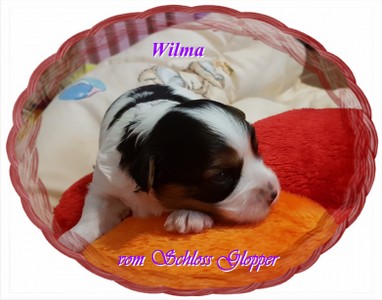 Wilma.jpg