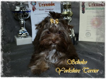 Schoko-Yorkshire-Terrier.jpg