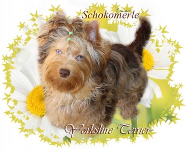 Schokomerle Yorkshire Terrier.jpg